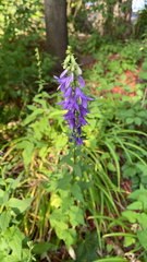 Campanula rapunculoides