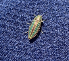 Buprestis striata