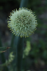 Allium altaicum
