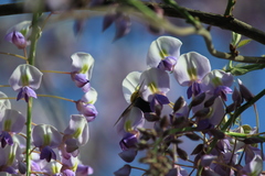 Xylocopa appendiculata appendiculata