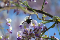 Xylocopa appendiculata appendiculata
