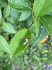 Syricoris