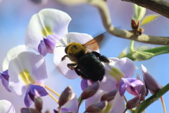 Xylocopa appendiculata appendiculata