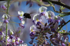 Xylocopa appendiculata appendiculata