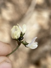 Astragalus limnocharis limnocharis