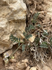 Astragalus limnocharis limnocharis