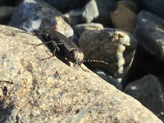 Melanophila acuminata