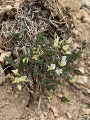 Astragalus limnocharis limnocharis