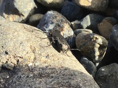 Melanophila acuminata