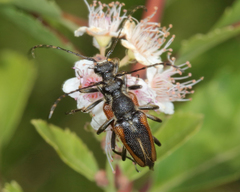 Brachyleptura brevis
