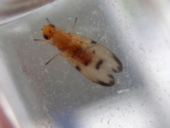 Toxonevra quinquemaculata