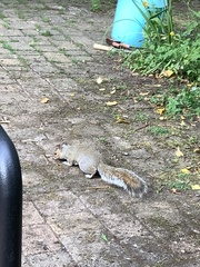 Sciurus carolinensis