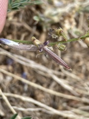 Astragalus miser oblongifolius