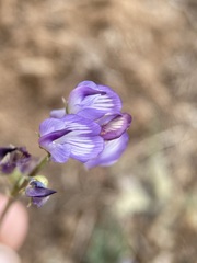 Astragalus miser oblongifolius