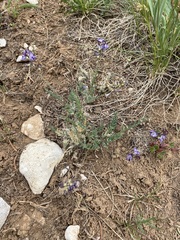 Astragalus miser oblongifolius