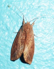 Hemiceras domingonis