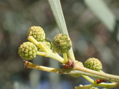 Acacia retinodes