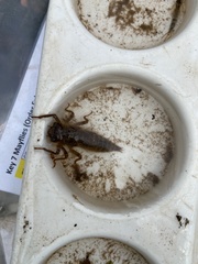 Cordulegaster boltonii