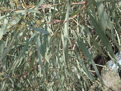 Acacia retinodes