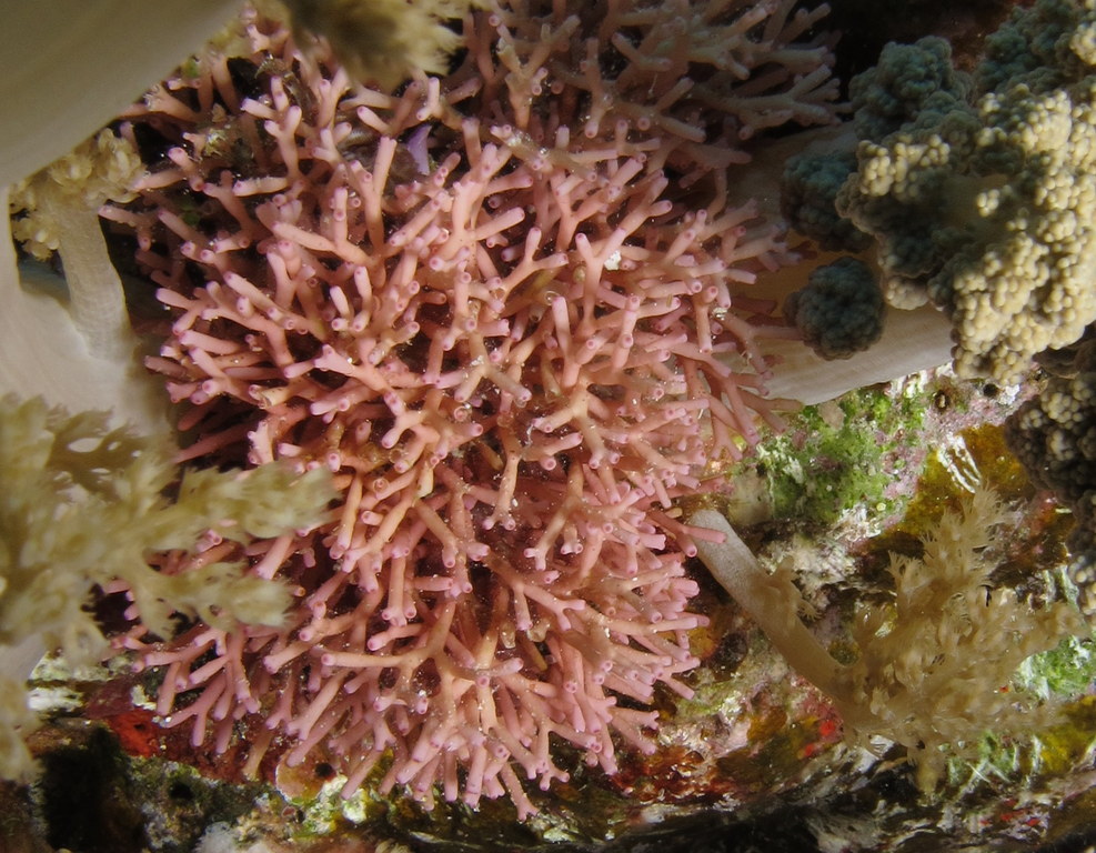 Galaxaura rugosa