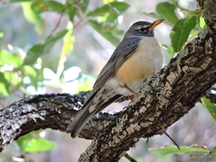 Turdus migratorius confinis