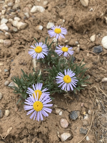 Image of Erigeron ursinus by (c) Matt Berger, some rights reserved (CC BY)
