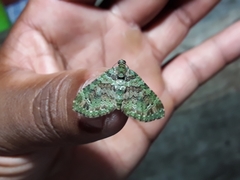 Hammaptera parinotata