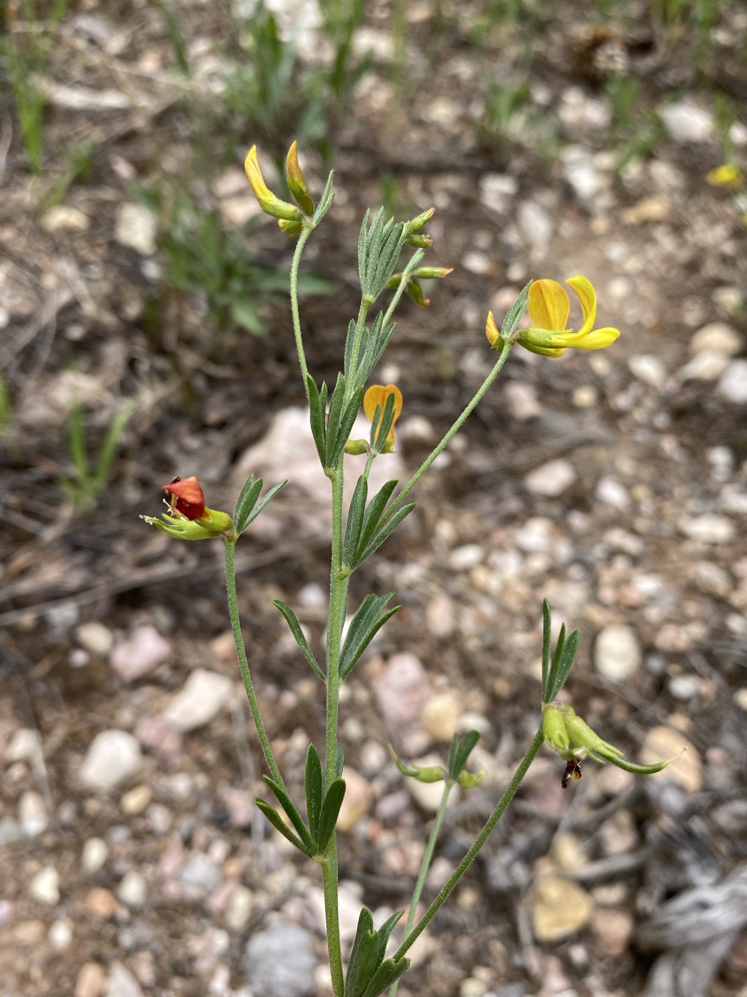 Acmispon utahensis