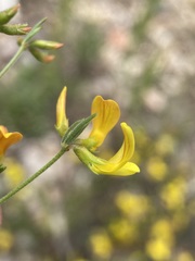 Acmispon utahensis