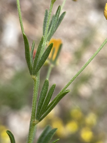 Image of Acmispon utahensis by (c) Matt Berger, some rights reserved (CC BY)