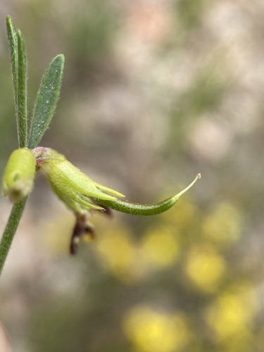 Image of Acmispon utahensis by (c) Matt Berger, some rights reserved (CC BY)
