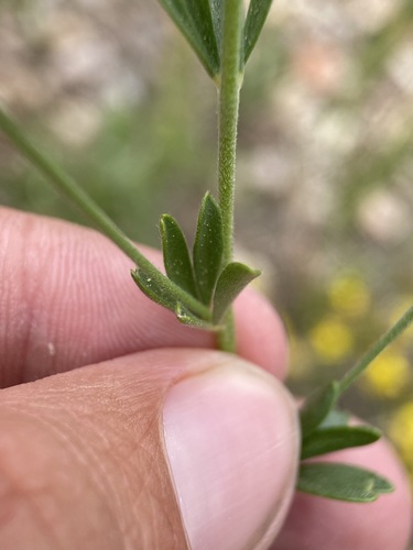 Image of Acmispon utahensis by (c) Matt Berger, some rights reserved (CC BY)