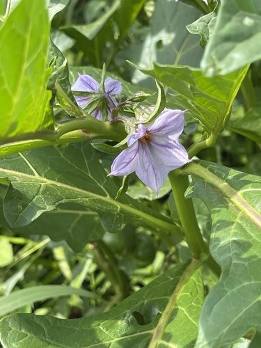 Solanum macrocarpon image