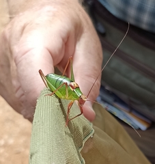 Barbitistes fischeri