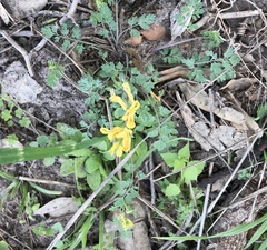 Corydalis micrantha
