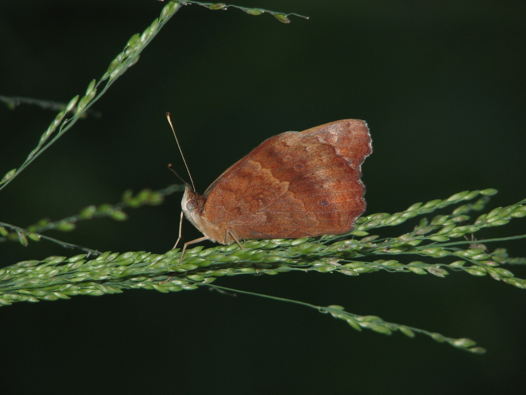 Common Mangrove Buckeye