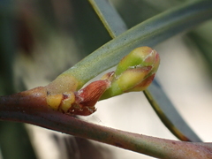 Acacia retinodes