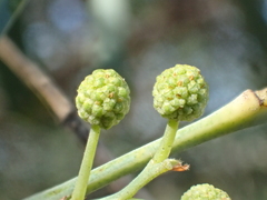 Acacia retinodes