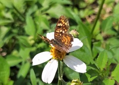 Phyciodes pallescens