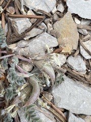 Astragalus argophyllus
