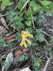 Corydalis micrantha