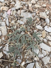 Astragalus argophyllus