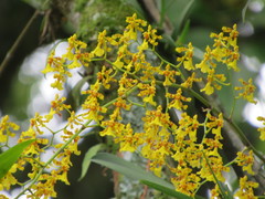 Oncidium