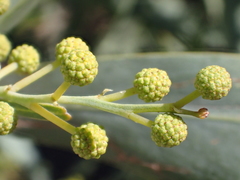 Acacia retinodes