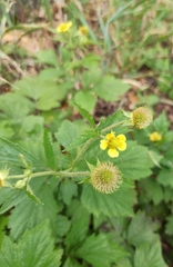 Geum aleppicum