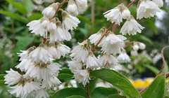 Deutzia pulchra