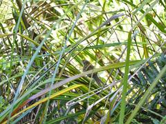 Poodytes punctatus vealeae