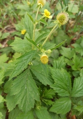 Geum aleppicum