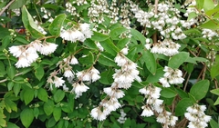 Deutzia pulchra