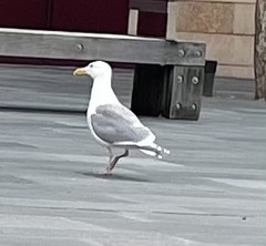 Larus glaucescens